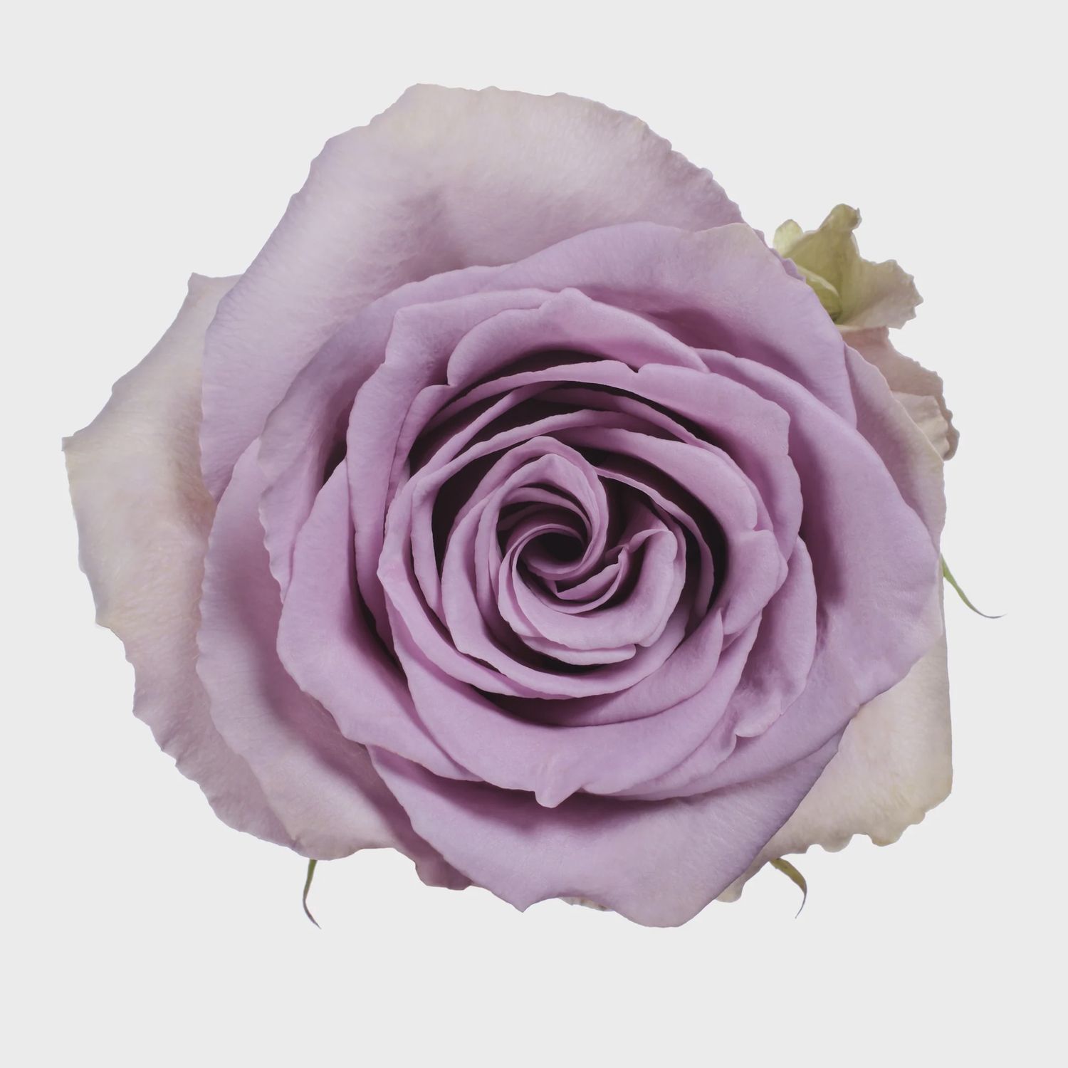 Shocking blue, Size: 40 cm