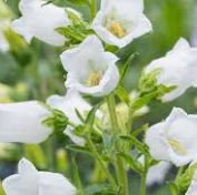 Campanula, Colors: White