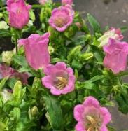 Campanula