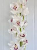 Cymbidium