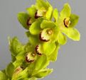 Cymbidium