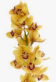 Cymbidium