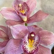 Cymbidium
