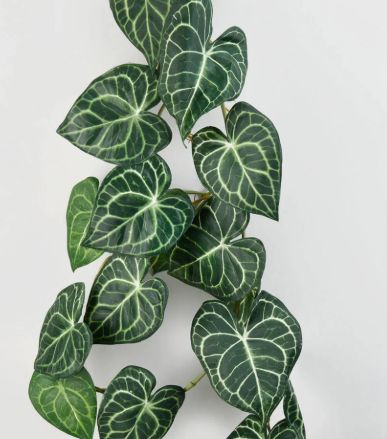 anthurium leaf