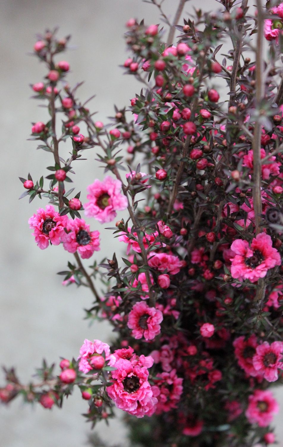Lepto, Color: Hot pink