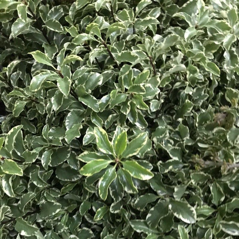 Italian pittosporum