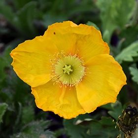 Poppy