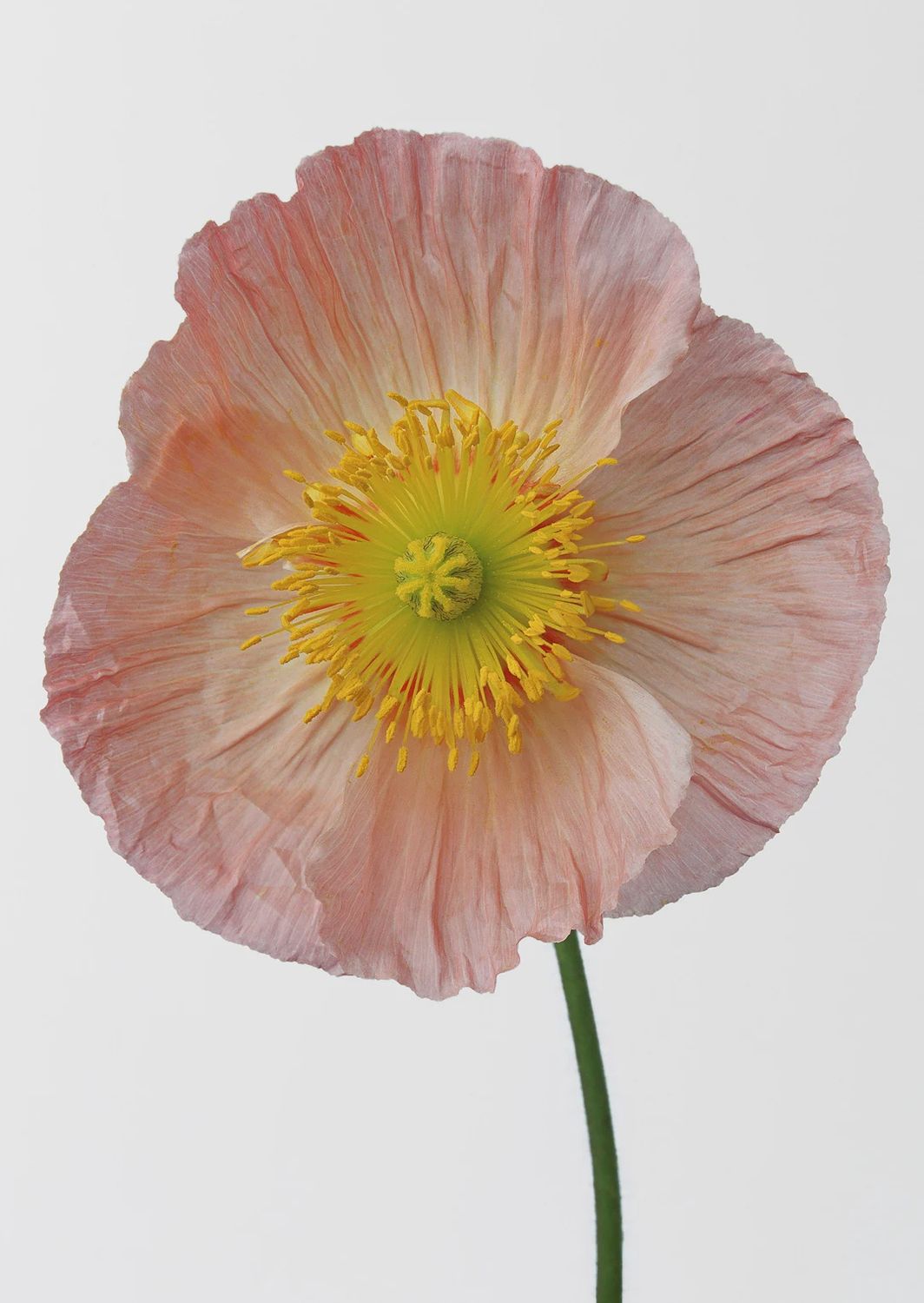 Poppy