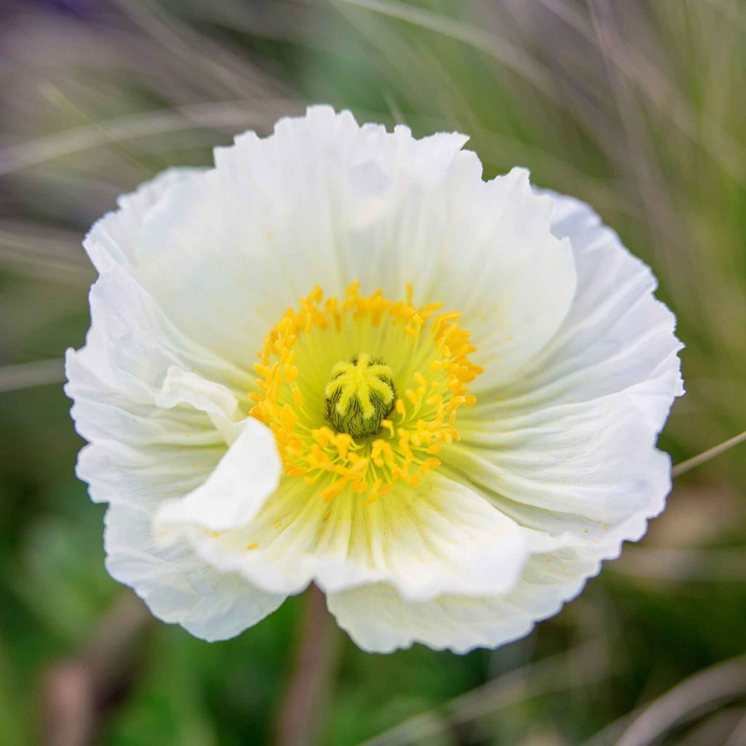 Poppy