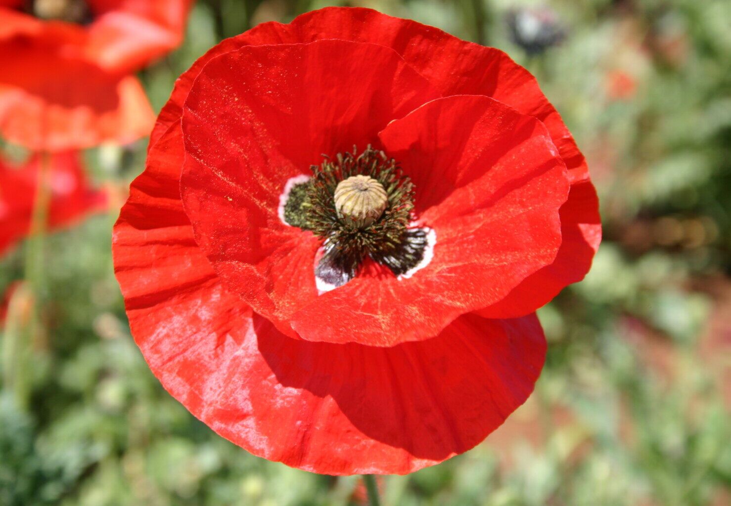Poppy