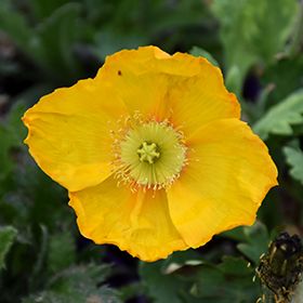 Poppy