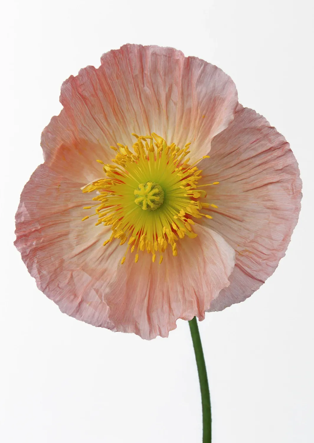 Poppy