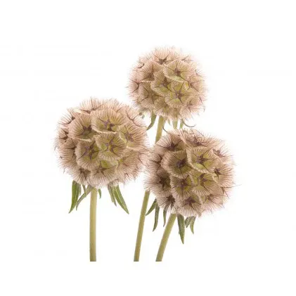 Scabiosa pods