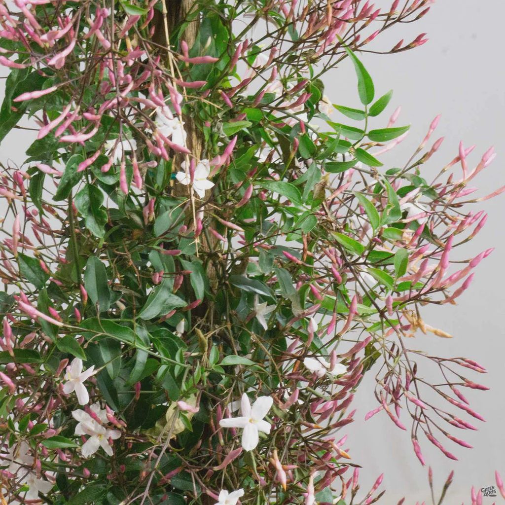 Jasmine vine