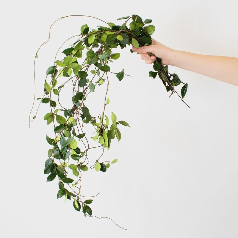 Jasmine vine