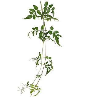 Jasmine vine