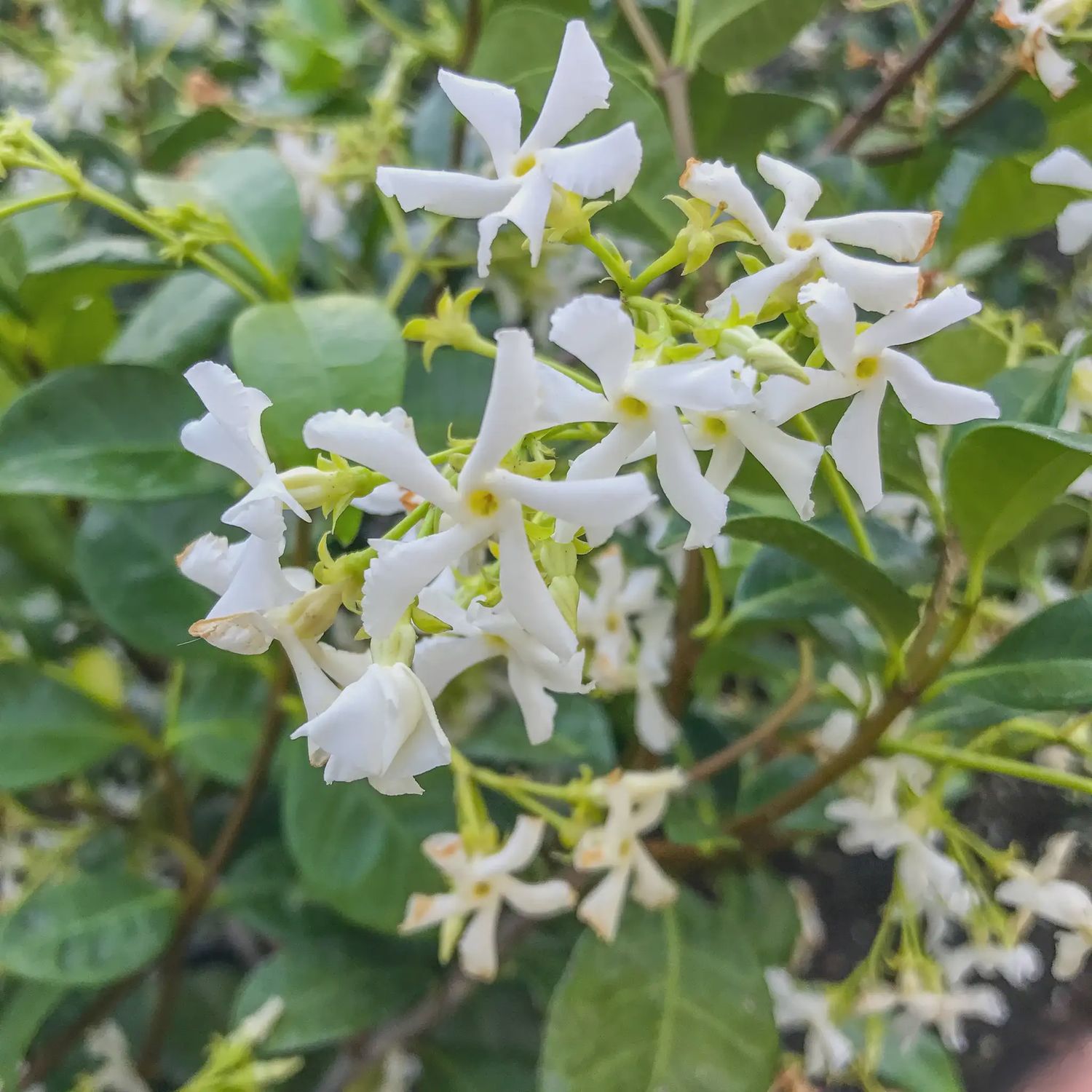 Jasmine vine