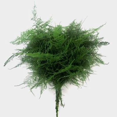 plumosa