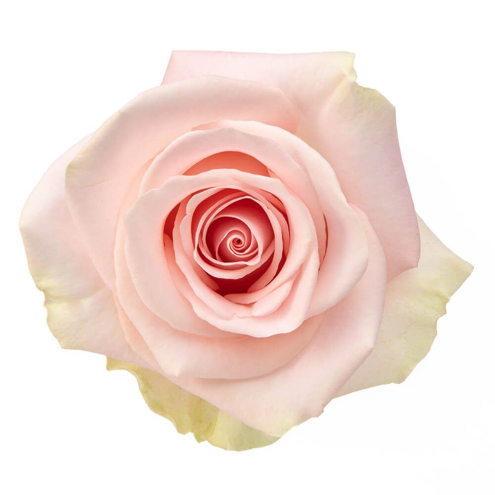 Blessing Rose