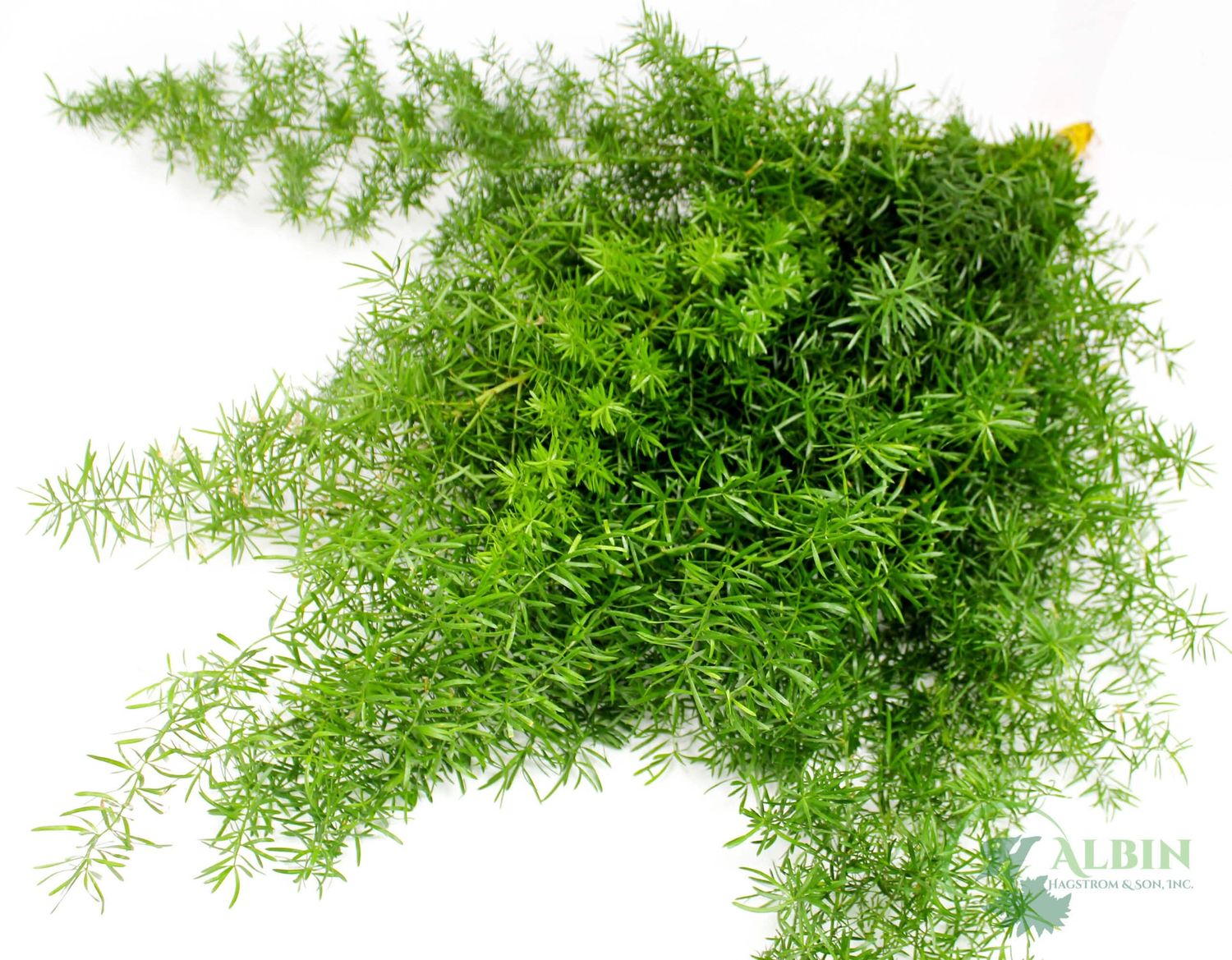 Springeri