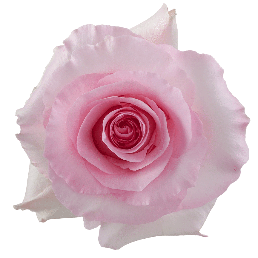 christa, Size: 40 cm