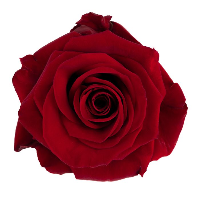 Redvolution