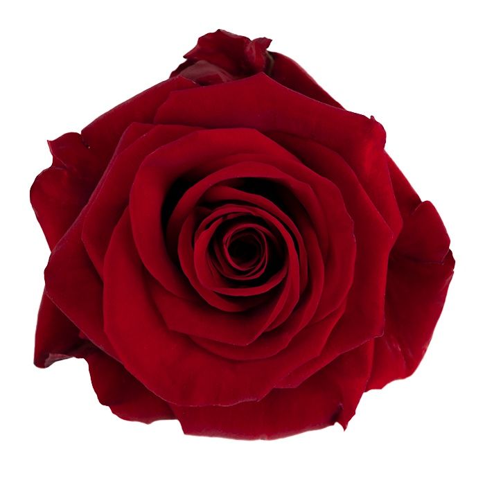 Redvolution, Size: 40 cm