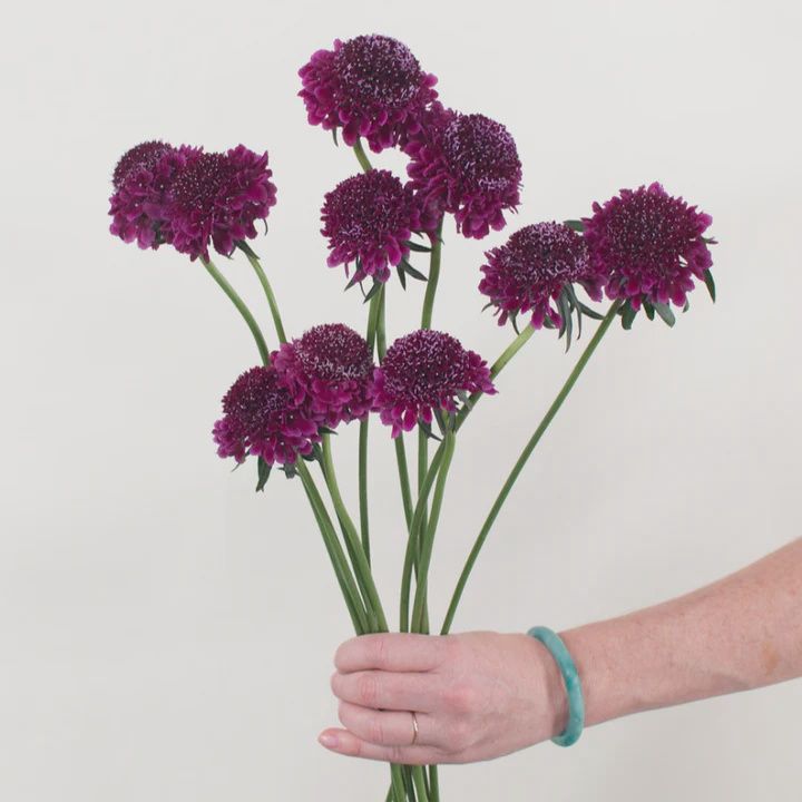 Scabiosa