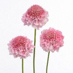 Scabiosa