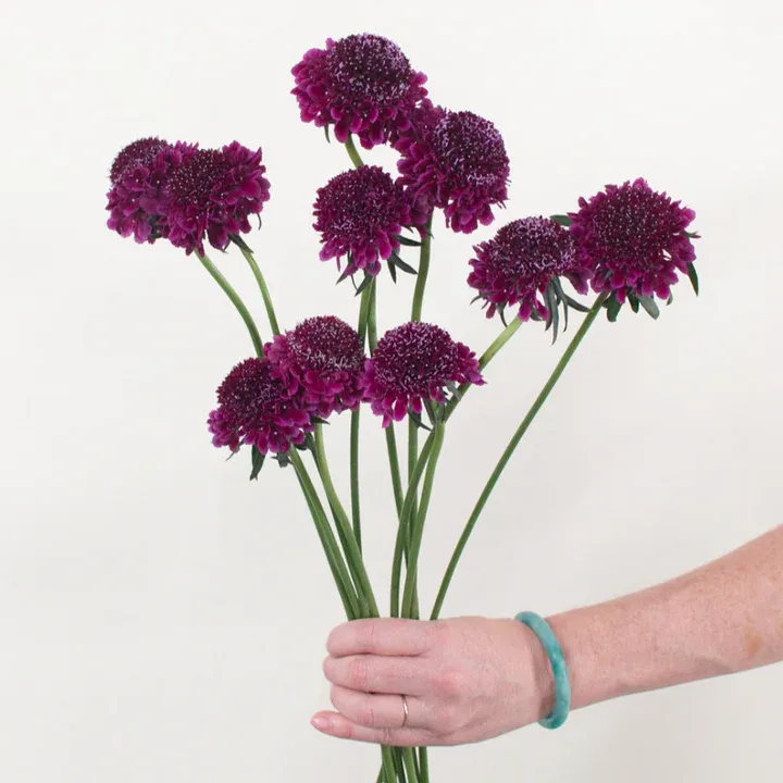 Scabiosa