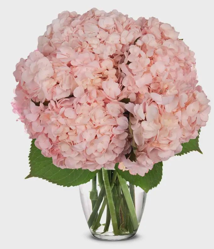 hydrangea premium