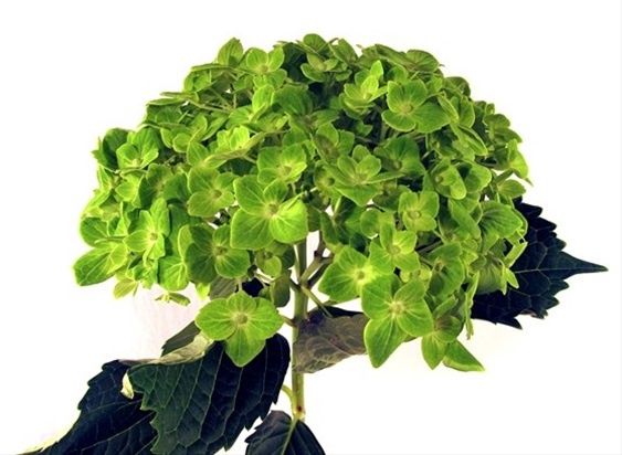 hydrangea premium