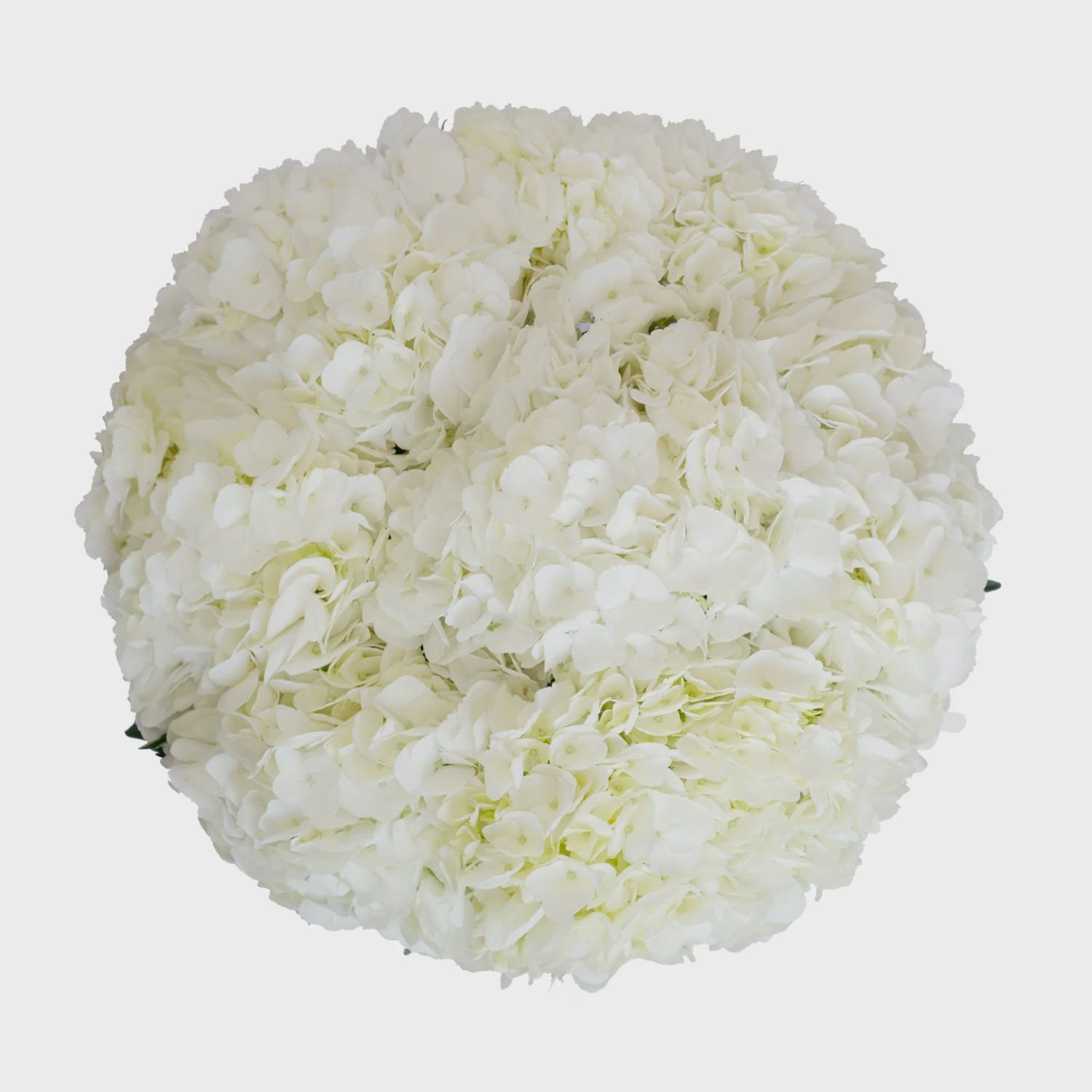 hydrangea premium, Colors: white