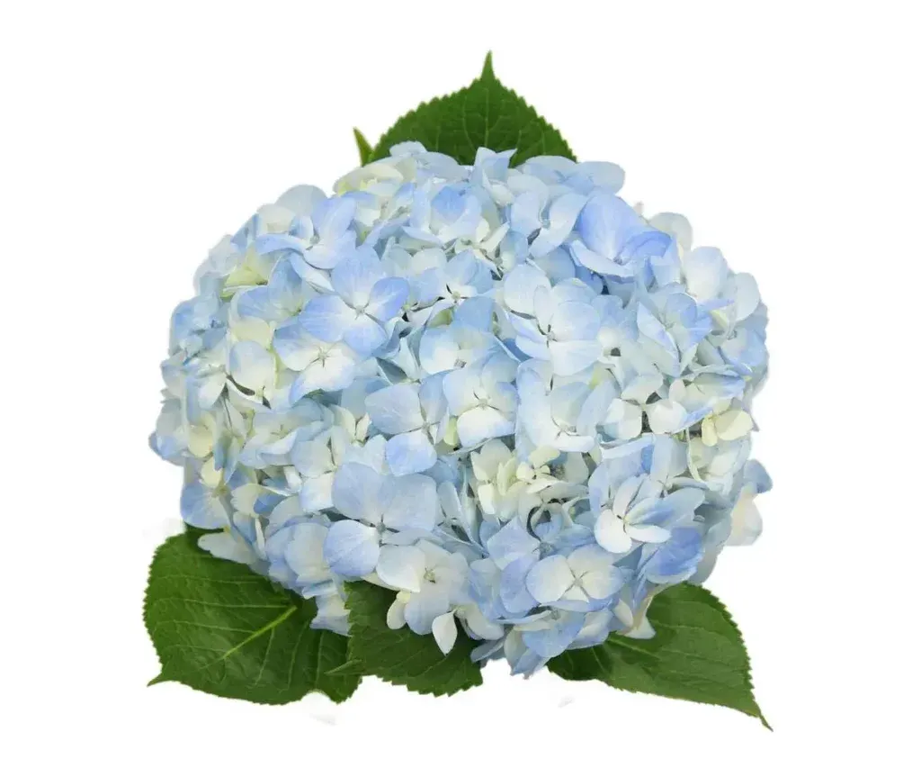 hydrangea premium