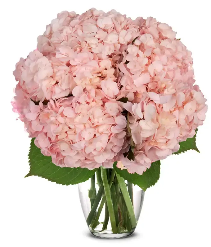 hydrangea premium