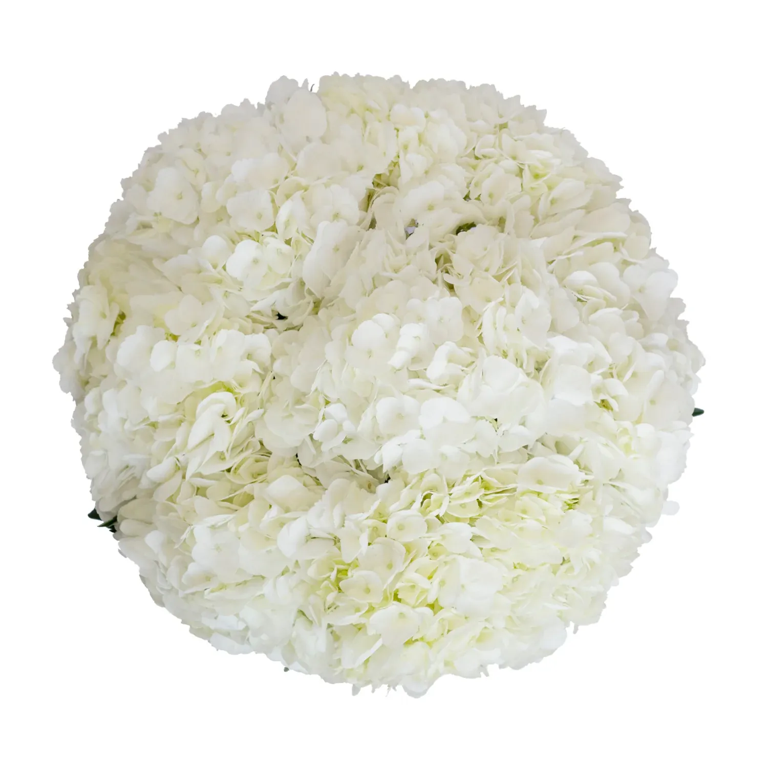 hydrangea premium
