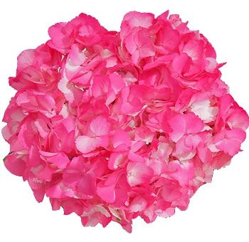 HYDRANGEA TINTED