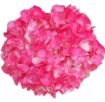 HYDRANGEA TINTED, Color: PINK TINTED