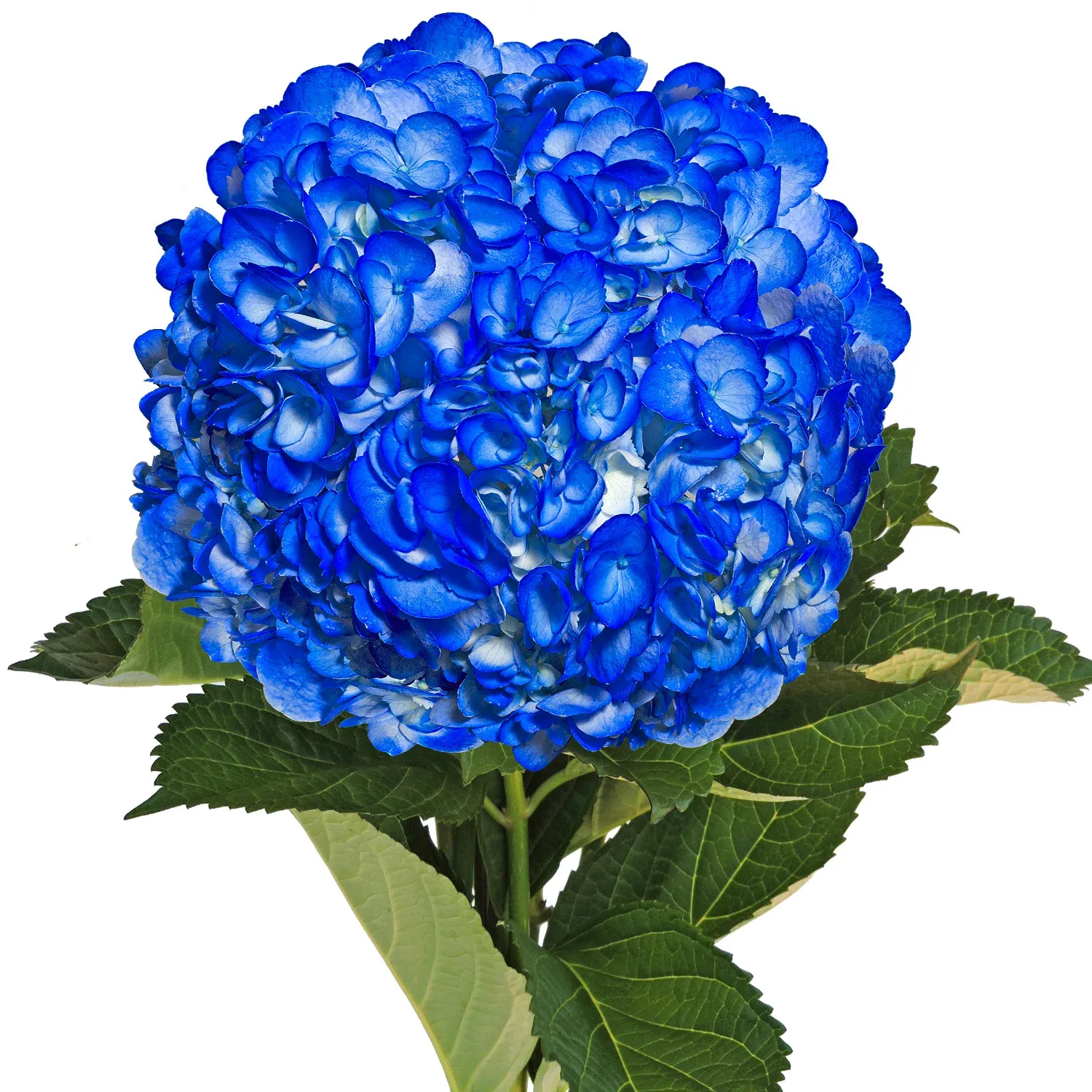 HYDRANGEA TINTED