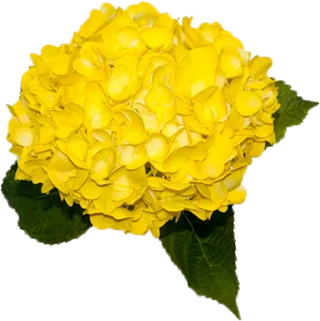 HYDRANGEA TINTED