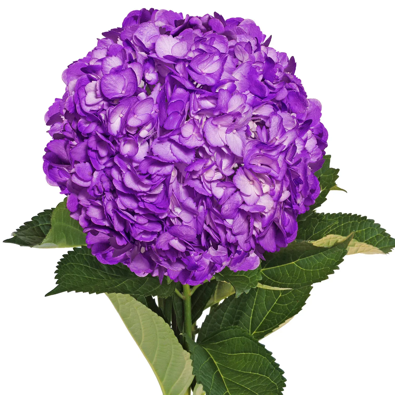 HYDRANGEA TINTED