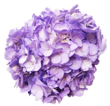 HYDRANGEA TINTED