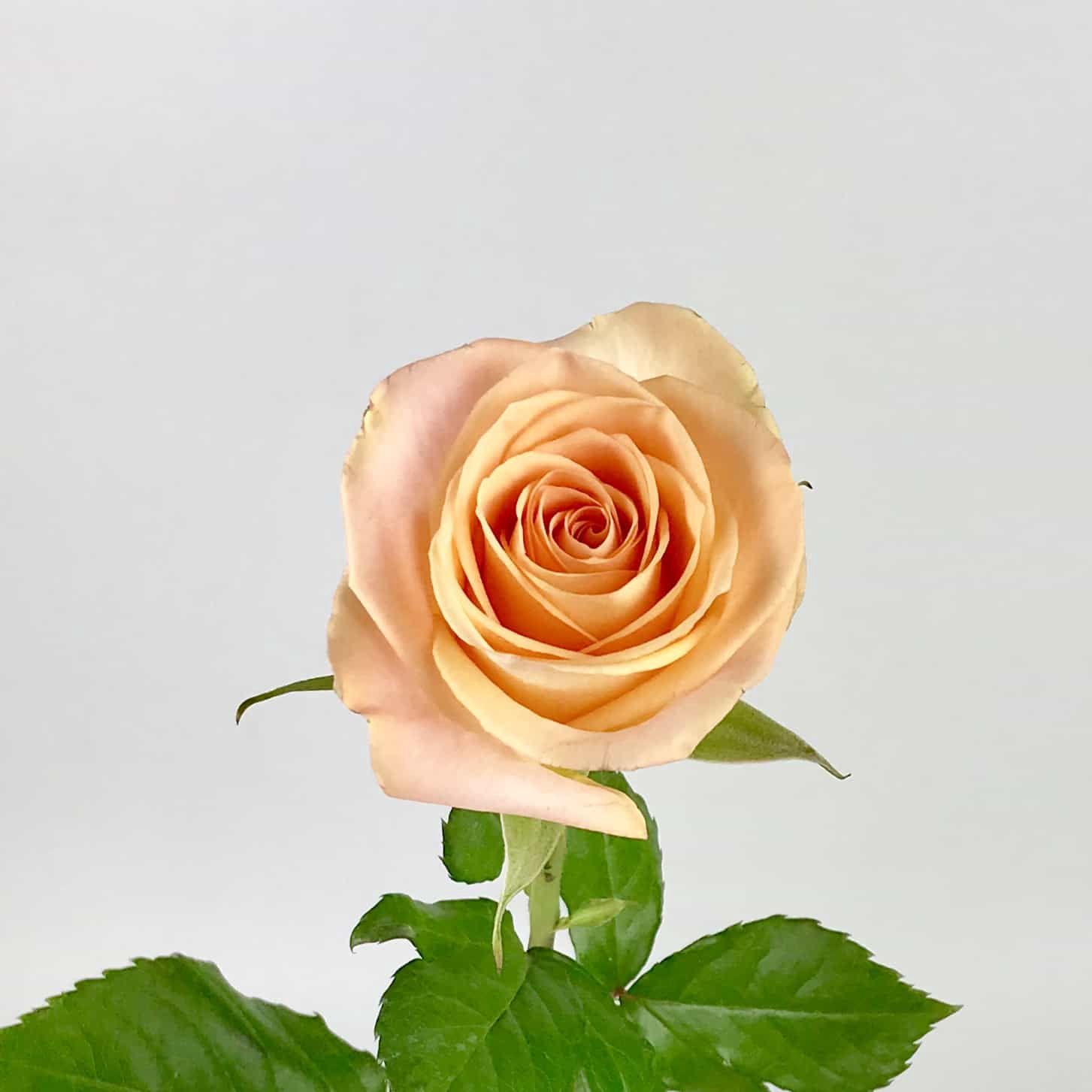 Tiffany, Size: 60 cm