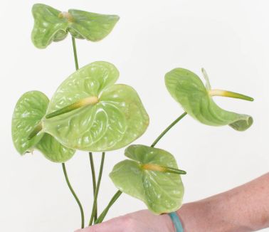 Anthurium