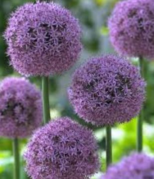 Allium purple ball