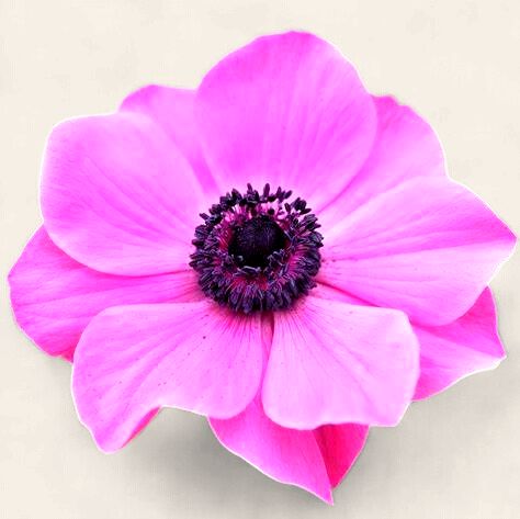 Anemones