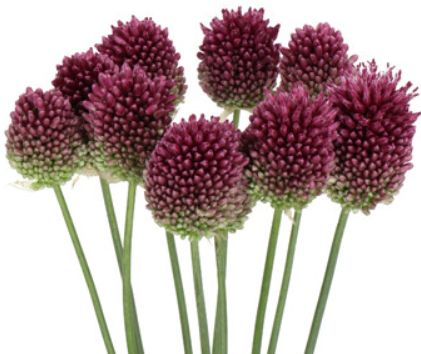 Allium bullet