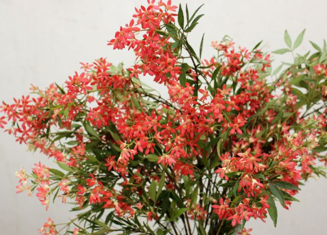 festival bush