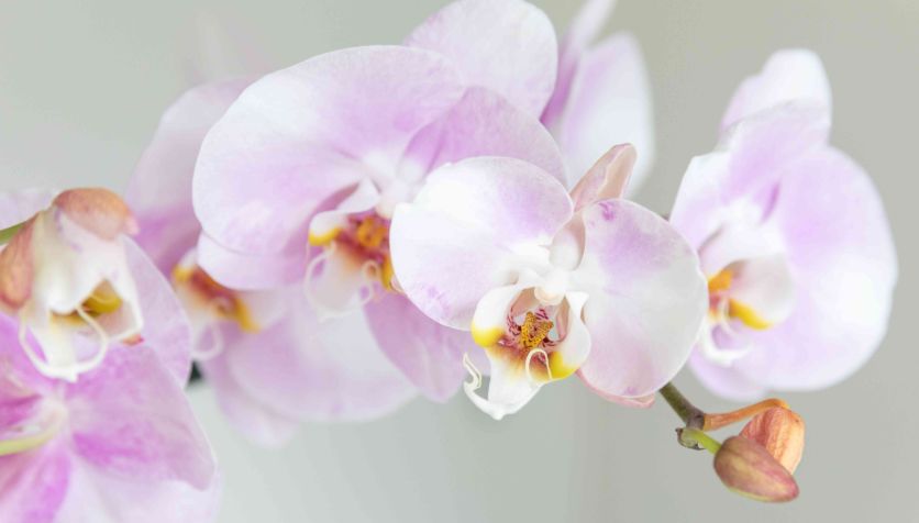 Phalaenopsis