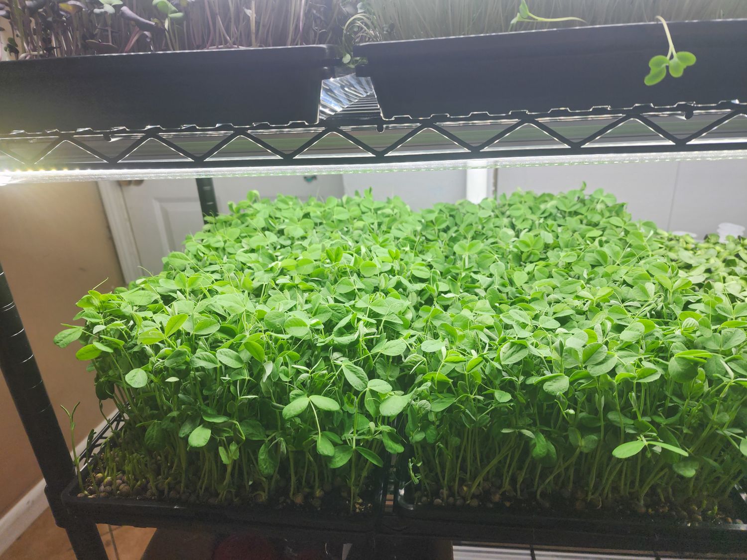 Pea Microgreens